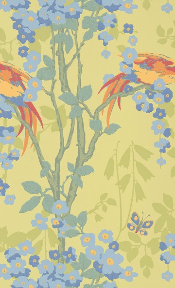 Loriini - Jasper