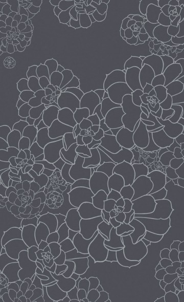 Aeonium - BLUE BLOOD